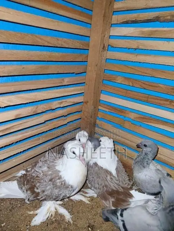 Pigeons