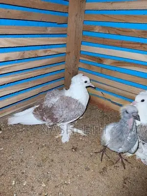 Pigeons