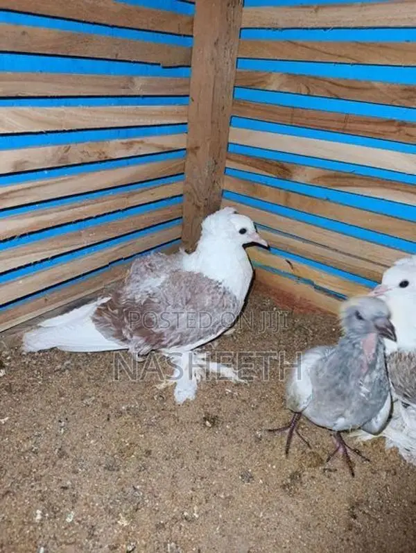 Pigeons
