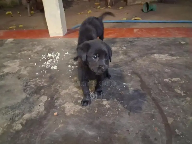 German Shepherd Puppy