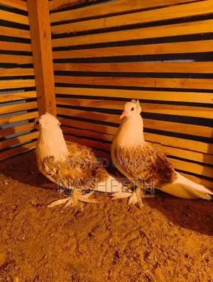 Pigeons