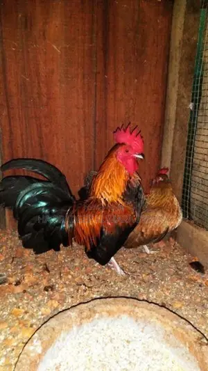Bantam Chickens
