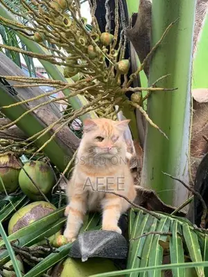 Persian Cat