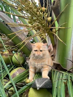 Persian Cat