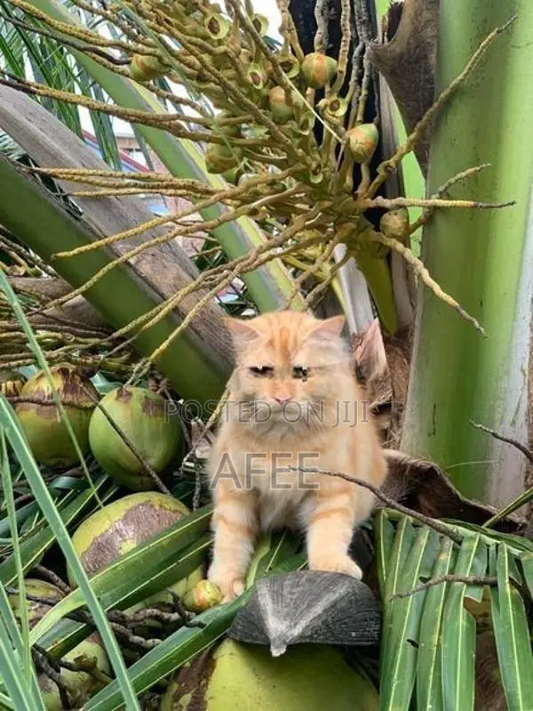 Persian Cat