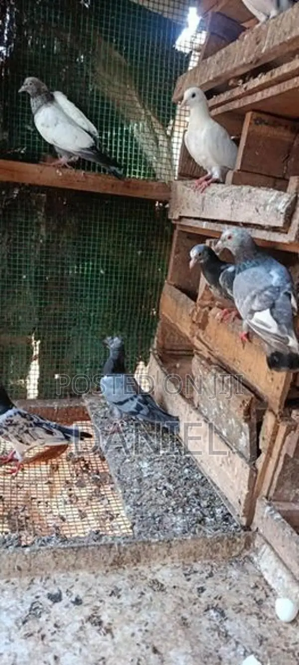 Pigeon