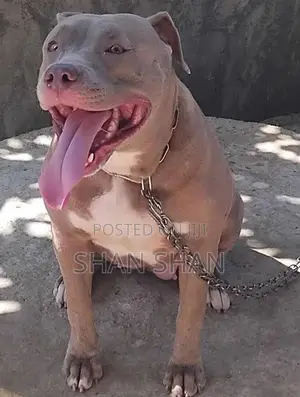 American bully
