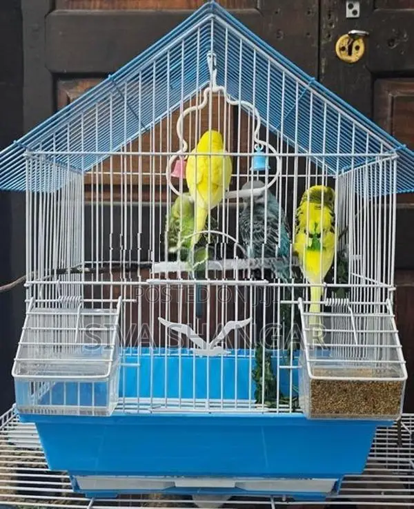 Love Birds