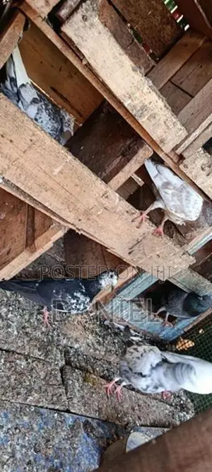 Pigeon
