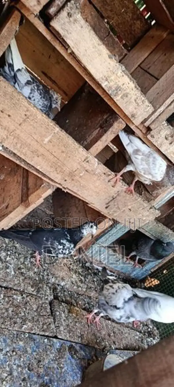 Pigeon
