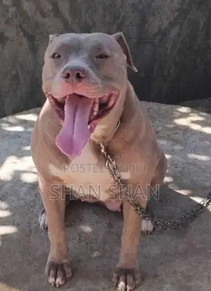 American bully