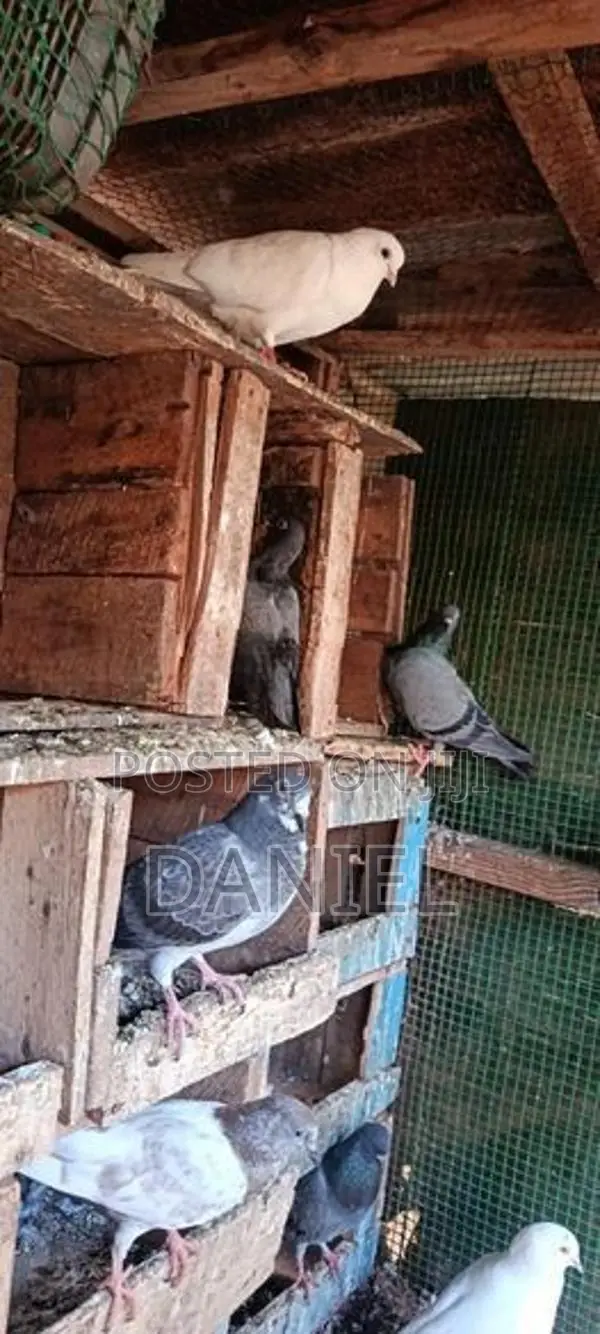 Pigeon