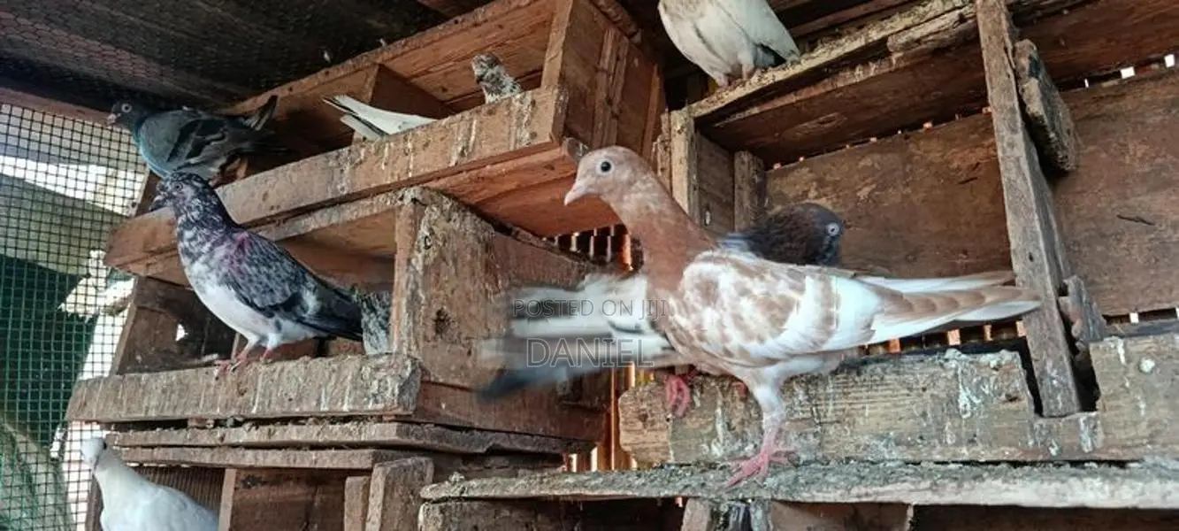 Pigeon