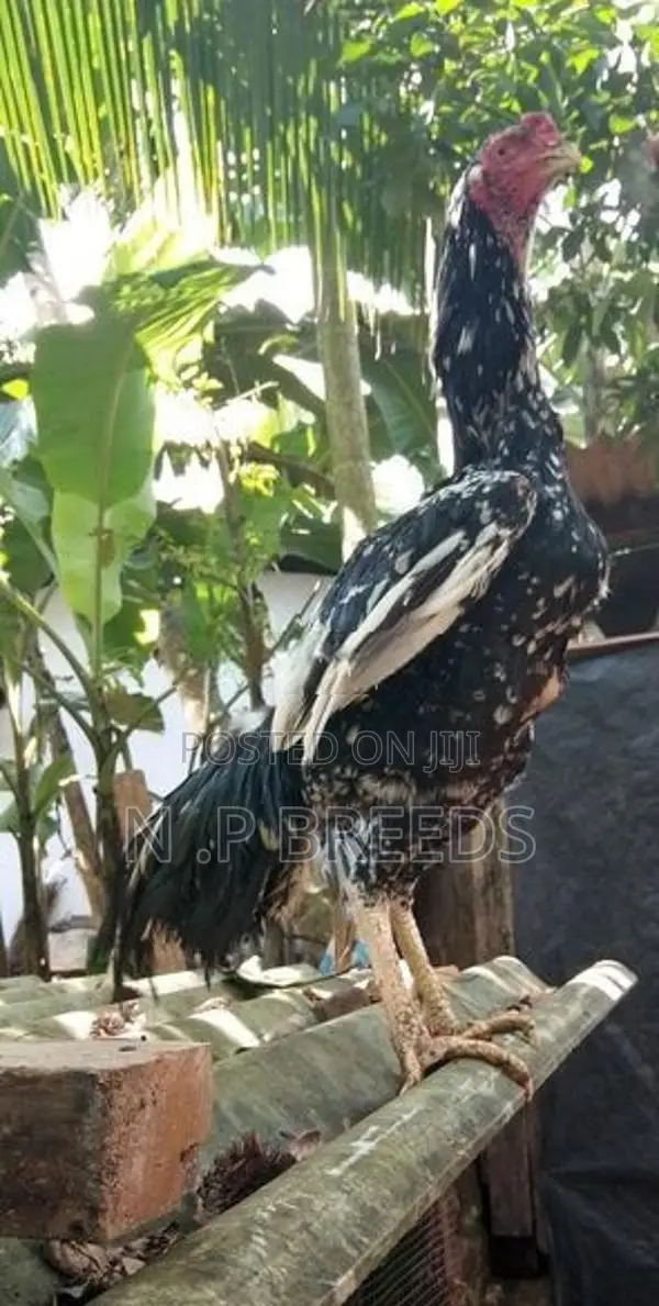Shamo Joduwa