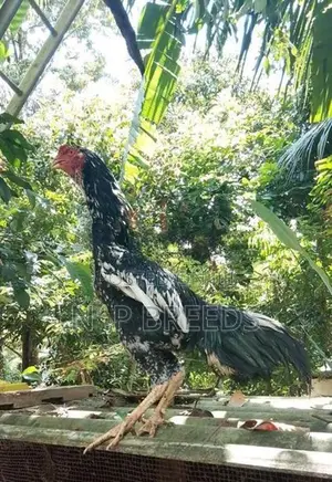 shamo joduwak