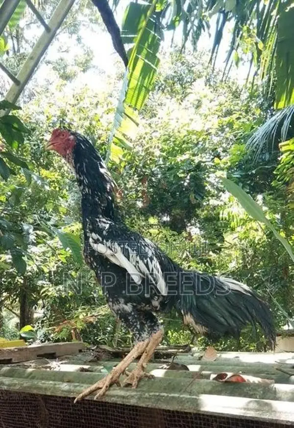shamo joduwak