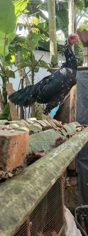 Shamo Joduwa