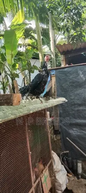 Shamo Joduwa