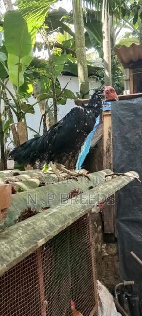 shamo joduwak