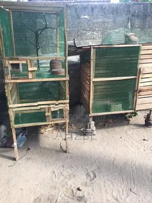 Birds Cage