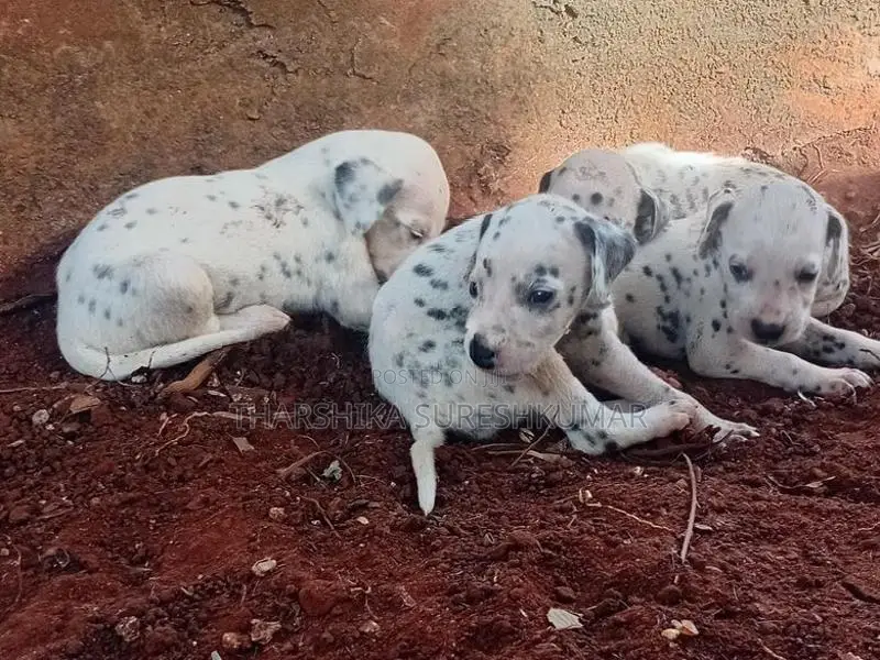dalmatian puppies