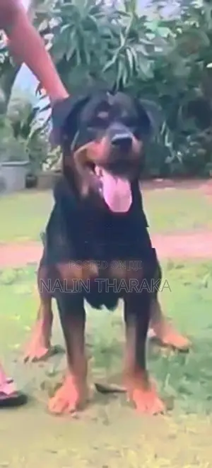 rottweiler female dog