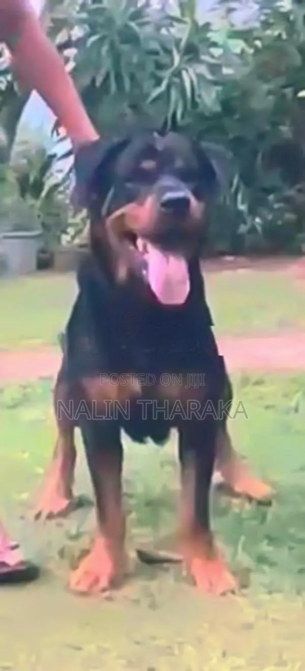 rottweiler female dog
