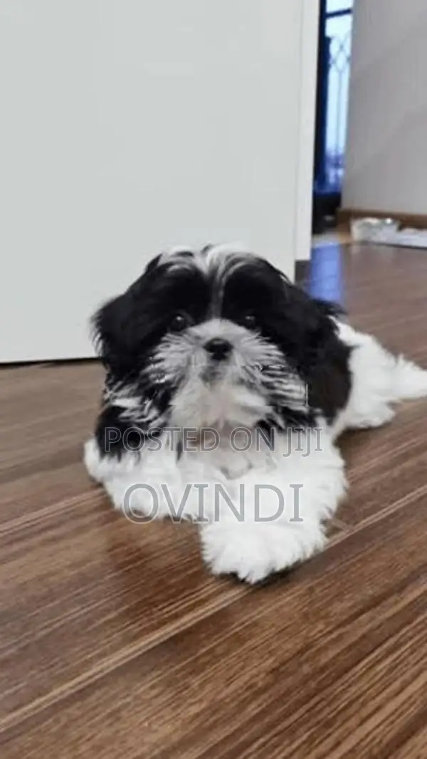 Shih Tzu Puppies