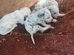 dalmatian puppies