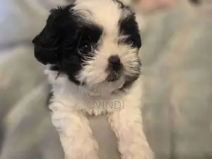 Shih Tzu Puppies