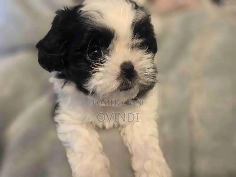 Shih Tzu Puppies