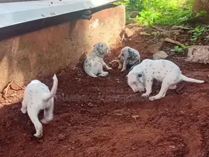 dalmatian puppies