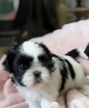 Shih Tzu Puppies