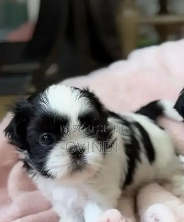 Shih Tzu Puppies