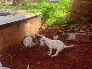 dalmatian puppies