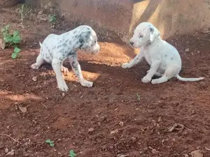 dalmatian puppies