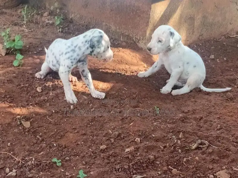 dalmatian puppies