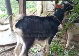 Jamnapari Goats