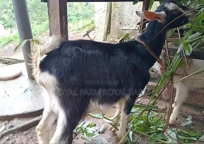 Jamnapari Goats