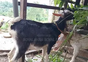 Jamnapari Goats