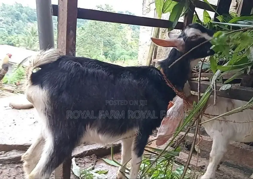Jamnapari Goats