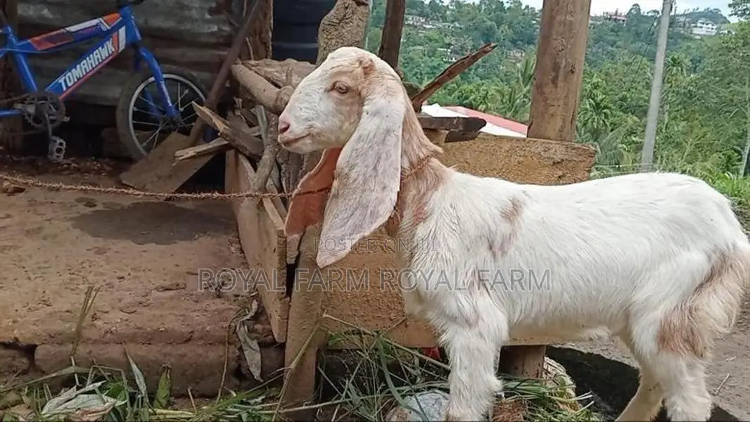 Jamnapari Goats