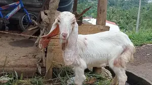 Jamnapari Goats