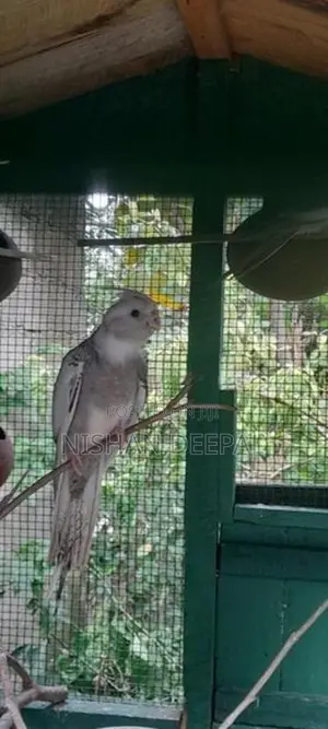 cokateil bird