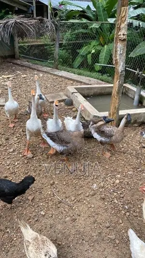 Goose Ducks