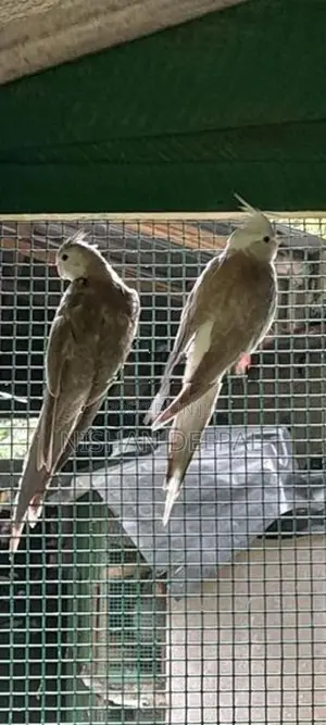 cokateil bird