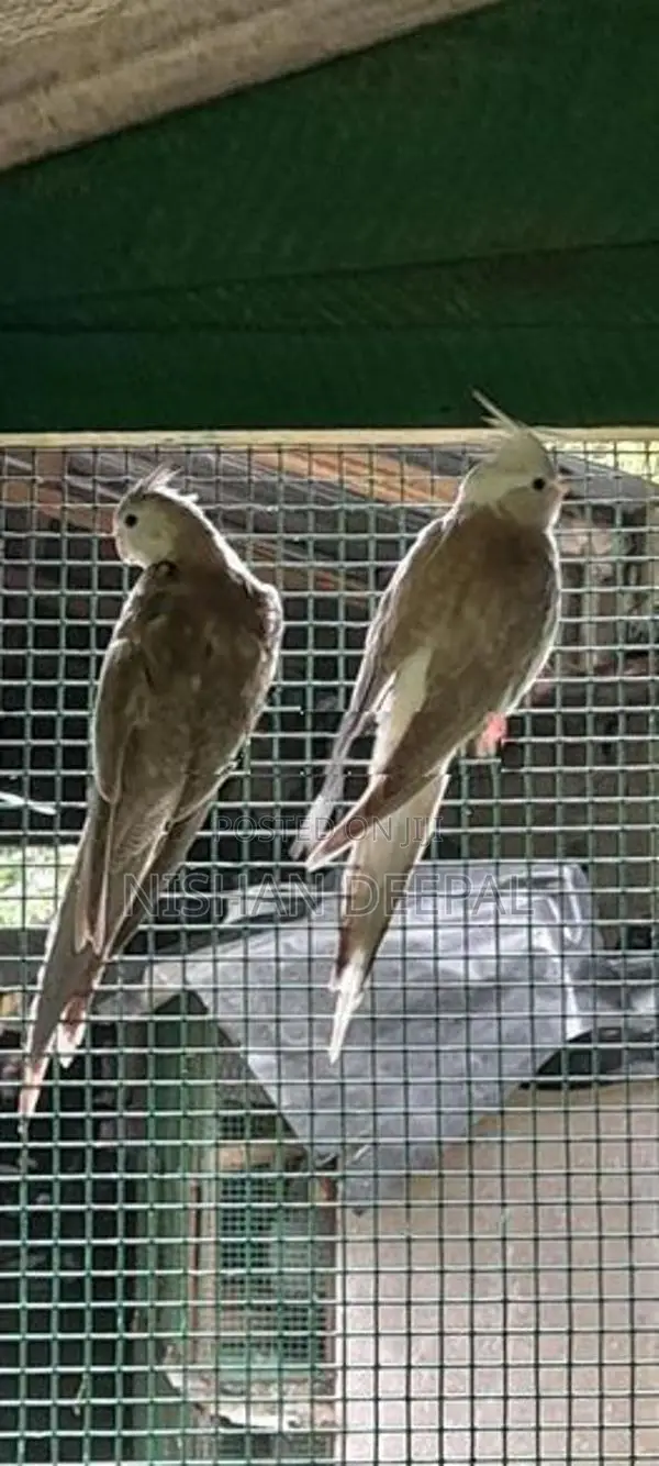 cokateil bird