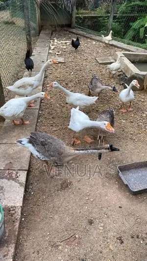 Goose Ducks
