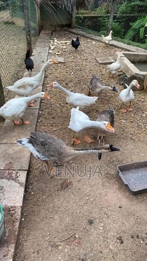 Goose Ducks