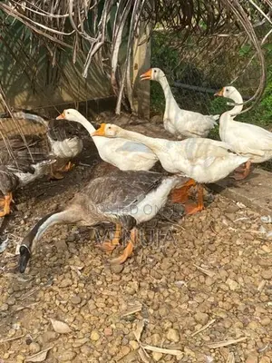 Goose Ducks